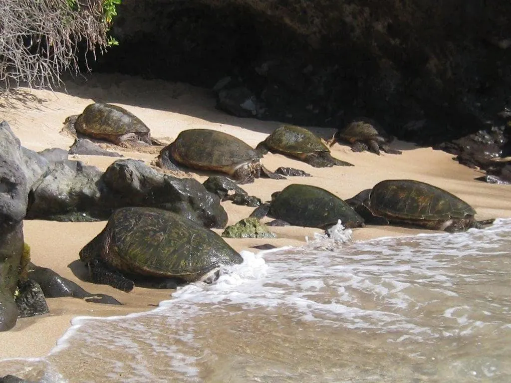 Hébergement de vacances Turtle Cove Home Kahana